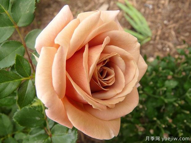 可可洛可月季的優(yōu)缺點是什么？(圖1)