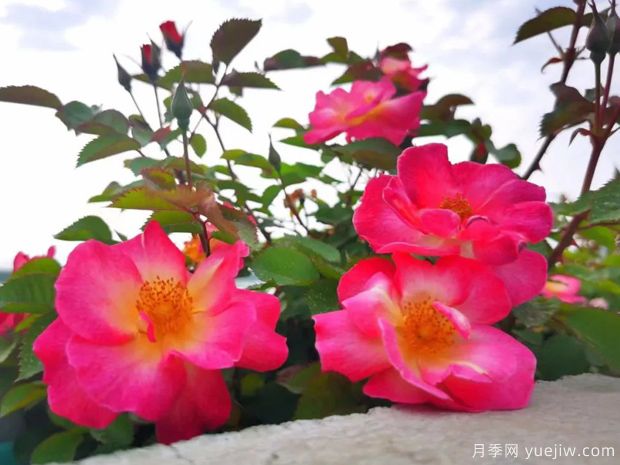 杭州高架月季盛開，200萬株月季花裝扮空中花廊(圖3)