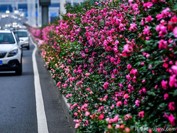 湖北武漢二環(huán)月季開放，48公里全線成景觀花海大道(圖1)