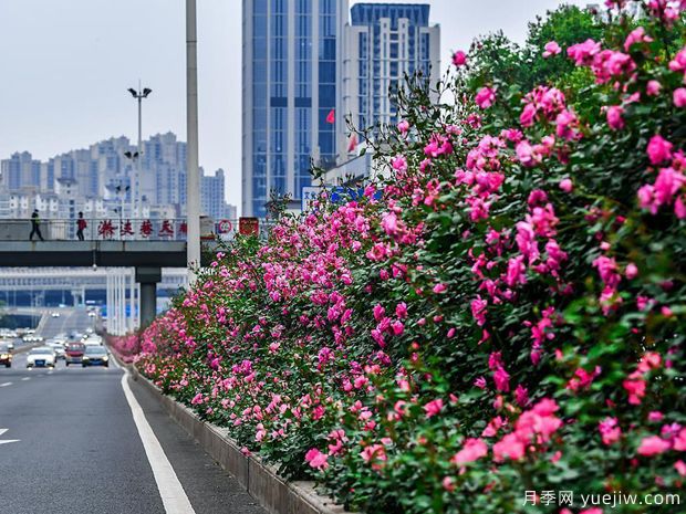 湖北武漢二環(huán)月季開放，48公里全線成景觀花海大道(圖3)