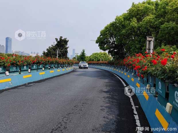 南昌月季應用和景觀圖集(圖4)