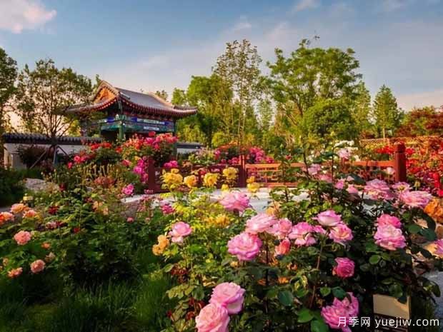 第十三屆南陽(yáng)月季花會(huì)于2022年4月28日至5月8日舉辦(圖2)