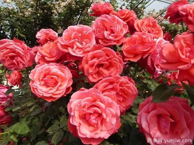 第十三屆南陽(yáng)月季花會(huì)于2022年4月28日至5月8日舉辦(圖3)