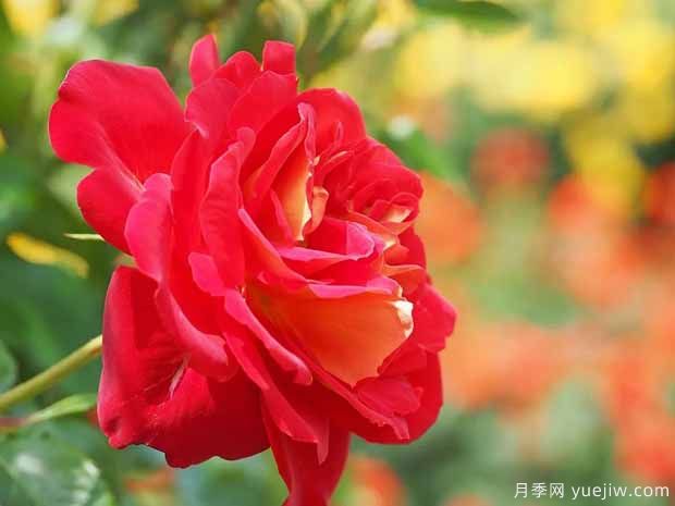 第十三屆南陽(yáng)月季花會(huì)于2022年4月28日至5月8日舉辦(圖4)