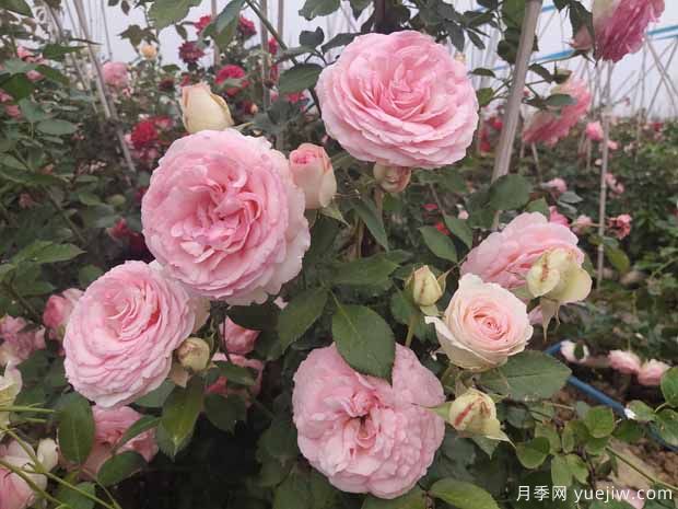 推薦3種藤本月季，打造絕美花墻，長勢好花量大(圖1)