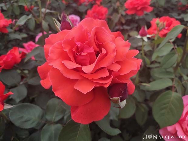 常見50個月季品種介紹，抗性好花不斷，可以買得到的經(jīng)典(圖1)