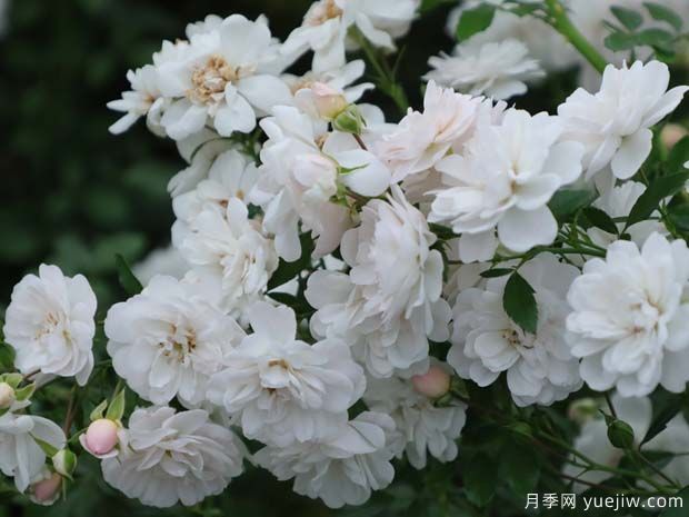 推薦4款適合室內(nèi)養(yǎng)的月季，勤花易打理(圖3)