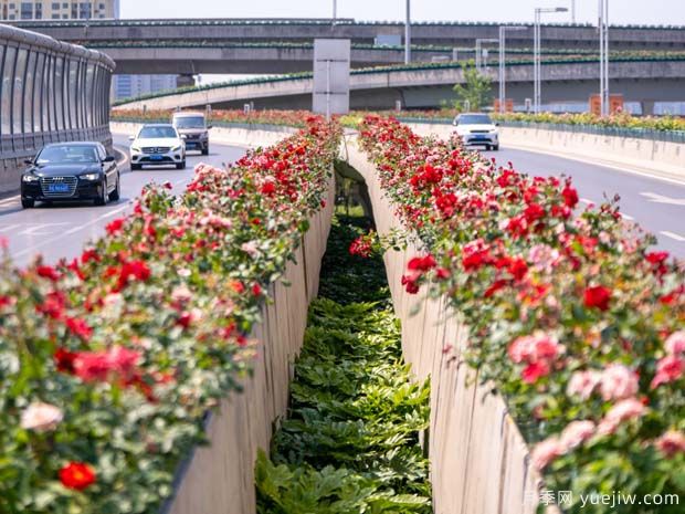 鄭州月季花路，生態(tài)廊道彩繪綠都花季(圖1)