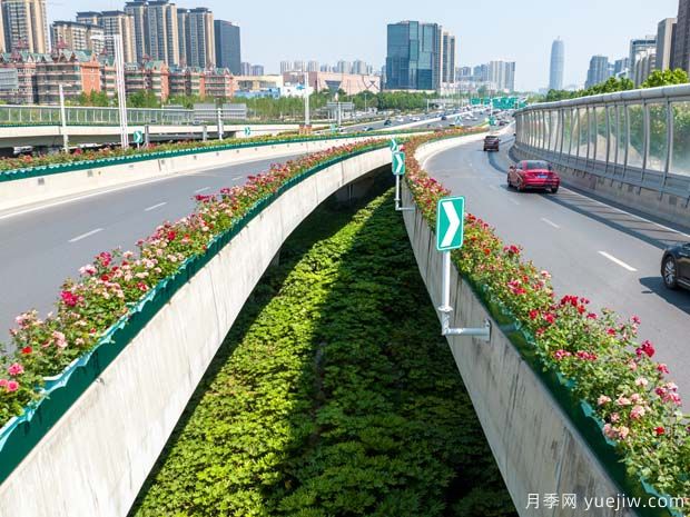 鄭州月季花路，生態(tài)廊道彩繪綠都花季(圖2)