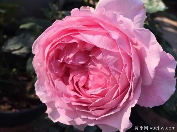 伊芙馬蒂諾風(fēng)琴月季/奧爾岡蒂諾(圖2)