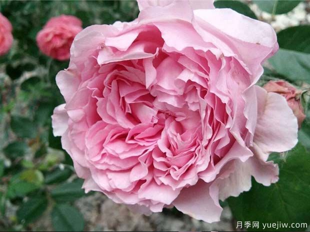伊芙馬蒂諾風(fēng)琴月季/奧爾岡蒂諾(圖3)
