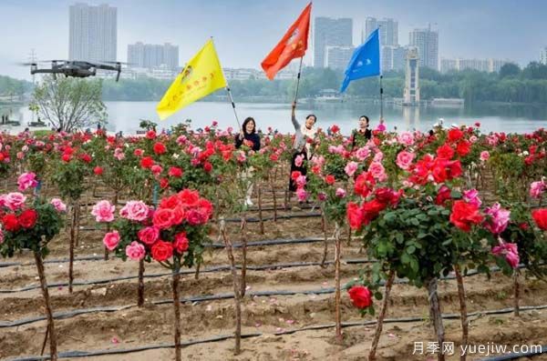 濰坊昌樂(lè)：西湖月季五月天 百畝花海采風(fēng)季(圖2)