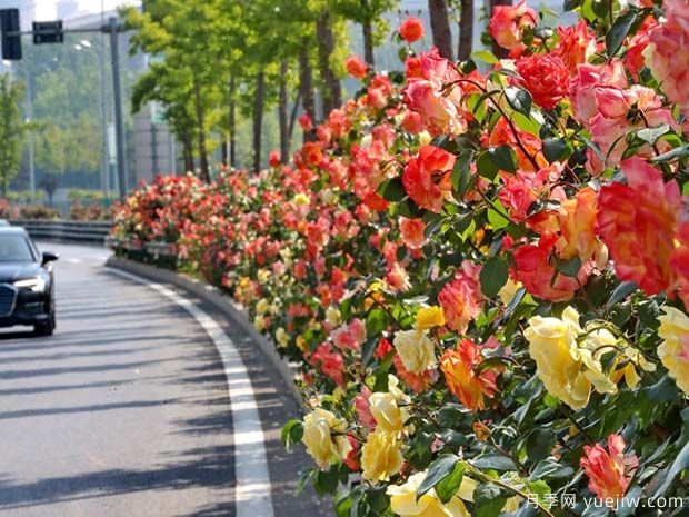河北秦皇島70萬(wàn)株市花月季綻放港城(圖1)