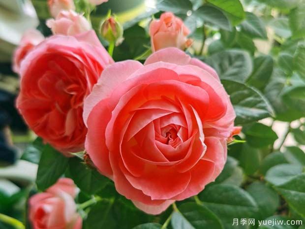 諾娃月季/鮭紅色陽臺月季(圖1)