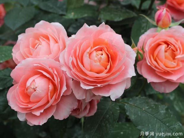 好養(yǎng)的4種月季花，可以種在陽臺(tái)或庭院里(圖4)