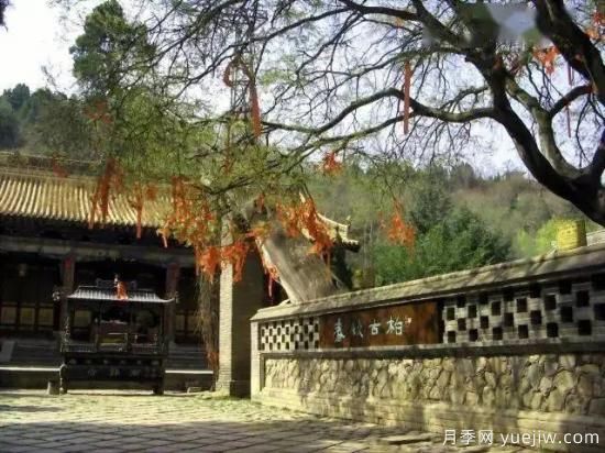 公認(rèn)的9種頂級(jí)古樹名木是哪些？(圖1)