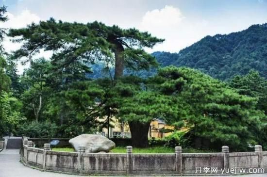公認(rèn)的9種頂級(jí)古樹名木是哪些？(圖4)