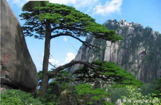 公認(rèn)的9種頂級(jí)古樹名木是哪些？(圖5)