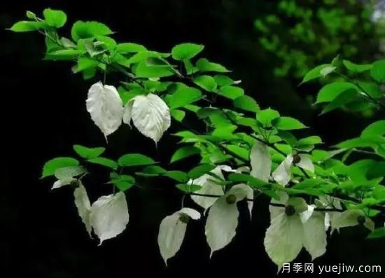 公認(rèn)的9種頂級(jí)古樹名木是哪些？(圖7)