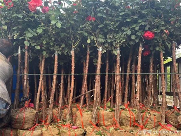 綠化苗木移植過程中，土球散了需要如何處理？(圖1)