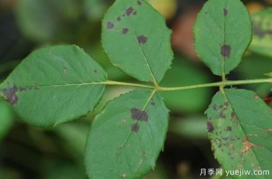 六月份園林常見蟲害病害的識(shí)別與防治(圖3)