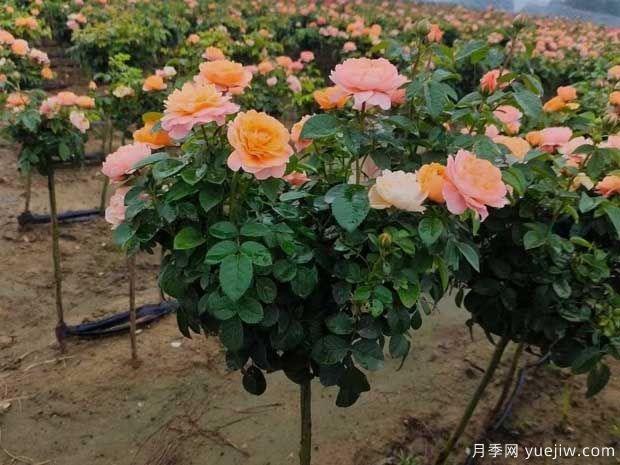 月季夏天澆水的正確方式是什么？(圖1)