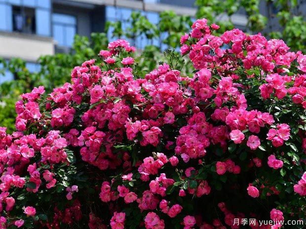 武漢新增多條絕美月季花道，江城處處花海景觀(圖1)