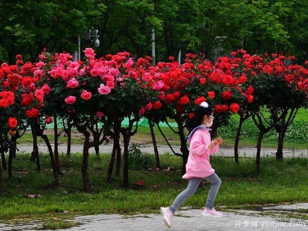 武漢新增多條絕美月季花道，江城處處花海景觀(圖2)