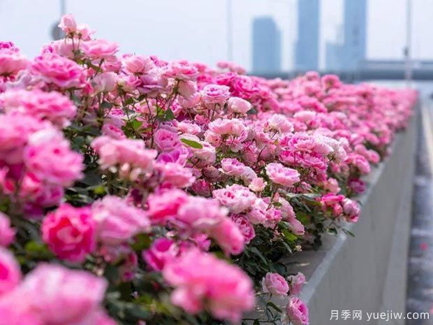 武漢新增多條絕美月季花道，江城處處花海景觀(圖3)