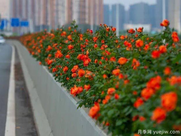 武漢新增多條絕美月季花道，江城處處花海景觀(圖4)