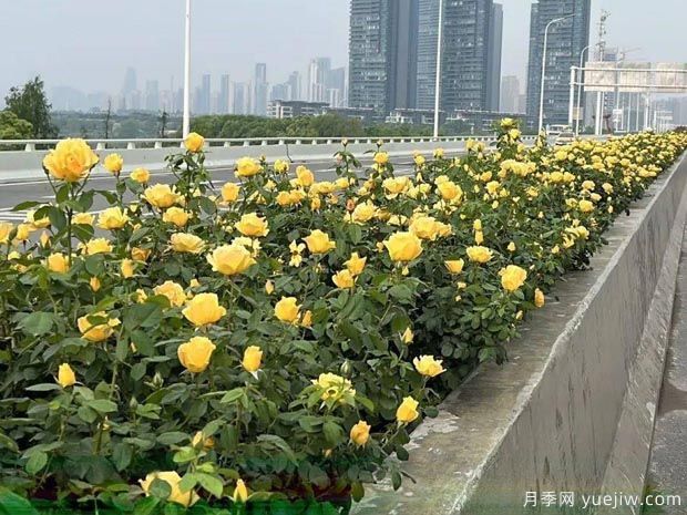 武漢新增多條絕美月季花道，江城處處花海景觀(圖5)