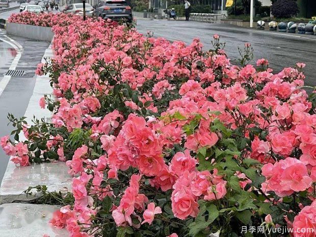 武漢新增多條絕美月季花道，江城處處花海景觀(圖6)