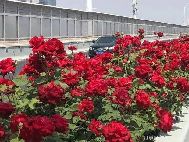 武漢新增多條絕美月季花道，江城處處花海景觀(圖7)