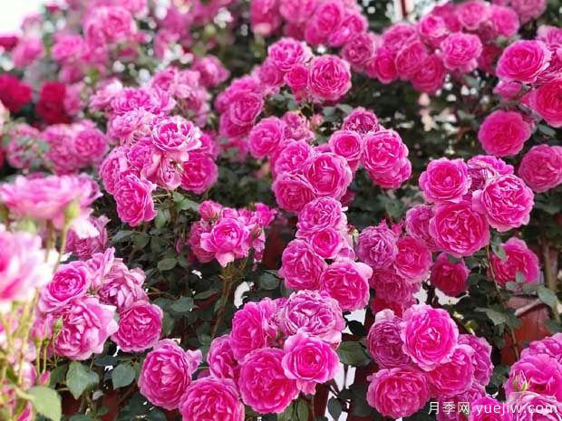 武漢新增多條絕美月季花道，江城處處花海景觀(圖8)