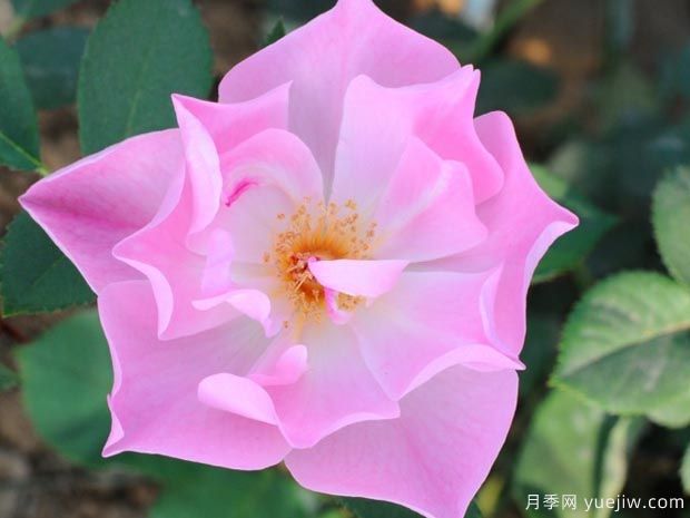 緋紅夫人月季(圖2)