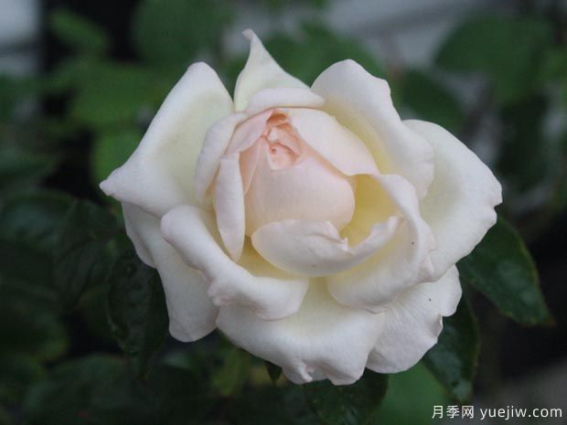 大名鼎鼎的伊芙系列，僅憑香氣就聞名月季界(圖3)