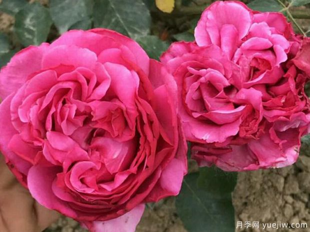 伊芙伊馮娜洛里奧月季/伊芙里奧(圖2)