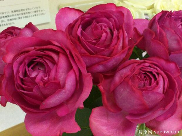 伊芙伊馮娜洛里奧月季/伊芙里奧(圖1)