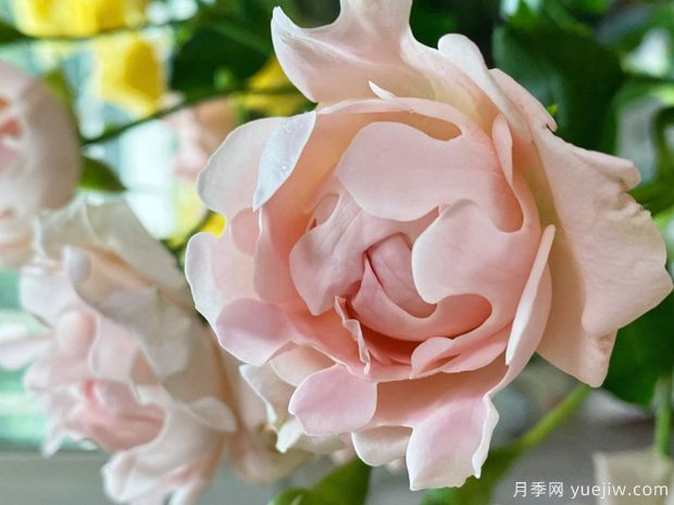 ?？麑殞氃录?蘇芬月季(圖1)
