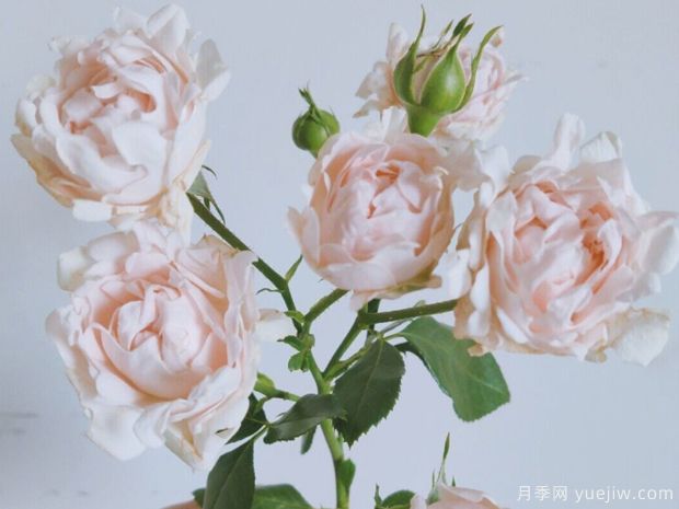 ?？麑殞氃录?蘇芬月季(圖3)