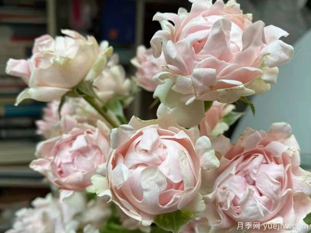 ?？麑殞氃录?蘇芬月季(圖4)