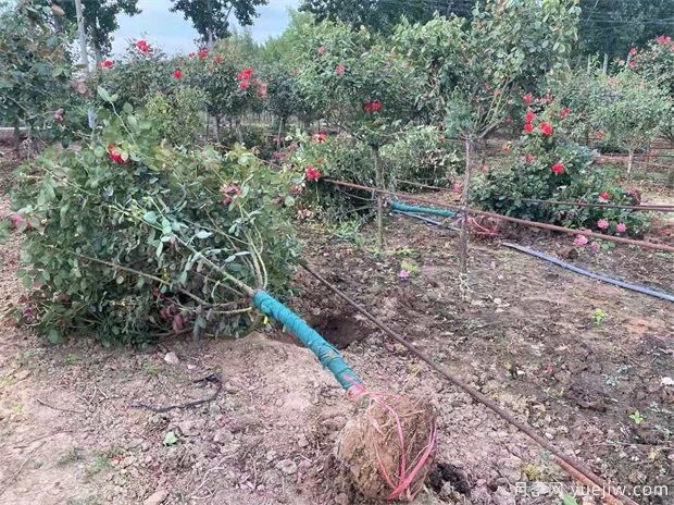 什么苗苗木要帶土球？什么花苗不用帶土球？(圖1)