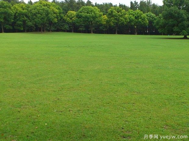 春夏過渡季節(jié)混播草坪的養(yǎng)護(hù)(圖1)
