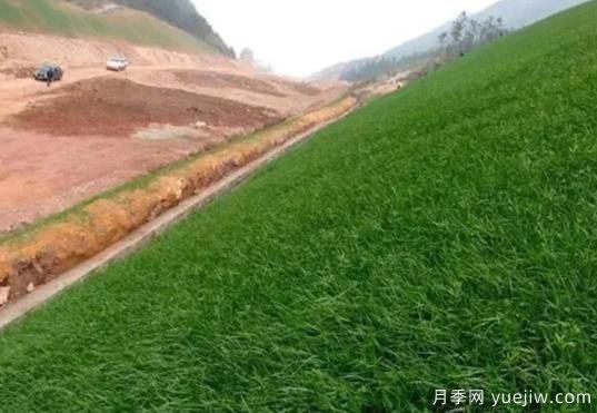 邊坡綠化設計方法和植物的應用(圖1)