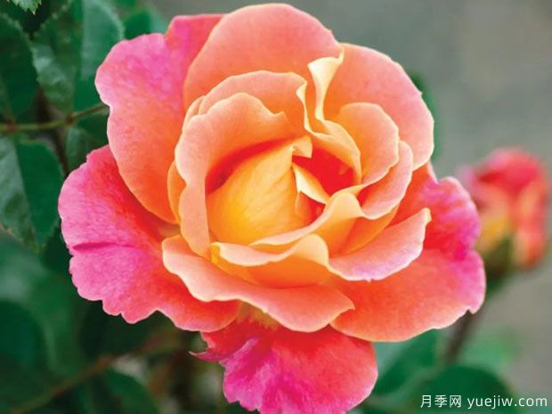 桃粉派對月季/果味花瓣(圖1)