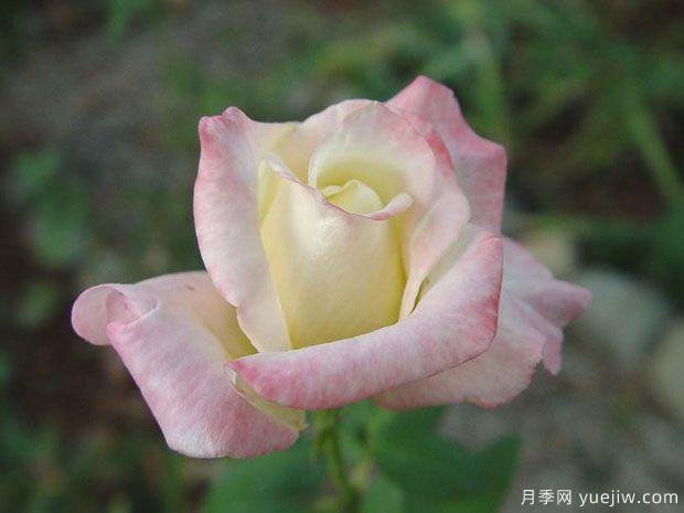 美國(guó)遺產(chǎn)月季/接班人月季(圖1)