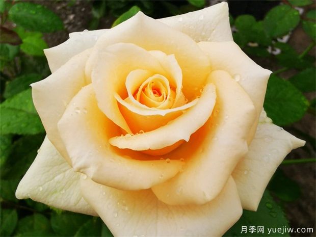 昆明斗南市場熱銷的十大切花玫瑰有哪些？(圖1)