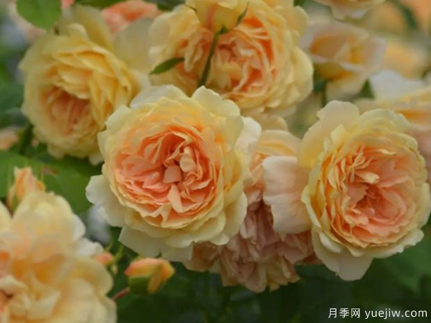 金緞月季(圖1)
