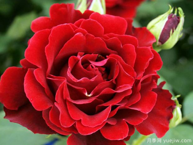 致敬芭芭拉月季/紀念芭芭拉月季(圖3)