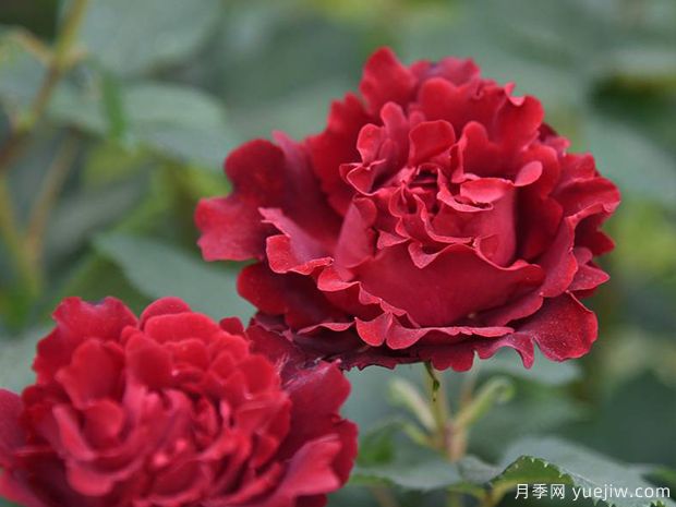 致敬芭芭拉月季/紀念芭芭拉月季(圖5)
